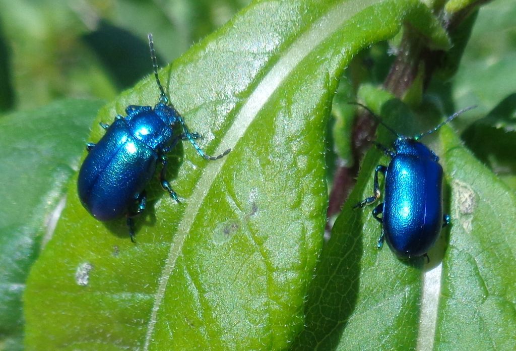 Chrysomelidae: Oreina alpestris variabilis